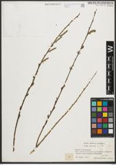 Foto von Salix purpurea L.